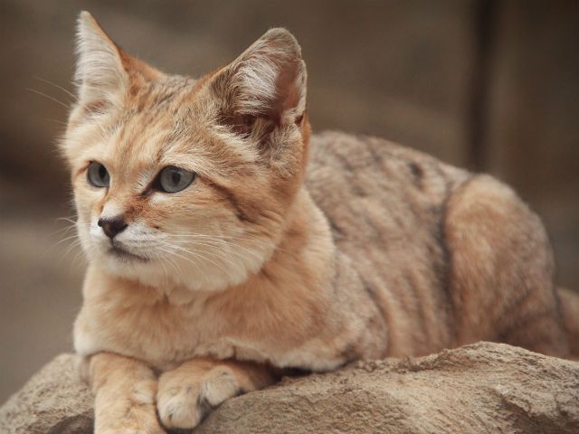 Nhật Bản đón những chú mèo cát sa mạc đầu tiên - KILALA