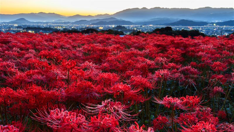 Hoa bỉ ngạn mùa thu Nhật Bản: Nếu bạn yêu thích màu sắc và sự hoàn hảo, hãy xem hình ảnh về hoa bỉ ngạn trong mùa thu Nhật Bản. Những đóa hoa đầy sắc màu này thường được tung bay lên bầu trời rực rỡ, tạo ra một cảnh tượng đẹp đến kinh ngạc. Hãy xem hình ảnh liên quan để khám phá vẻ đẹp thiên nhiên đặc biệt này.